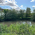 A calm pond surrounded by lush green trees and bushes under a blue, cloudy sky.